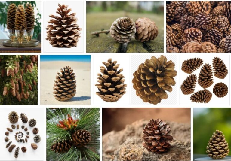 Pine Cones For Sale Discount 2021 Tree Types   Pine Cones3 768x536 