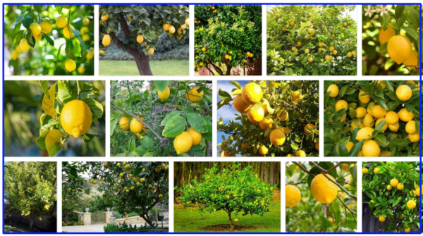 Simple Lemon Tree Care Tips You Can Master 