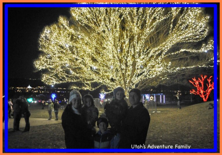 Festival Of Trees Utah 2019 Tree Types