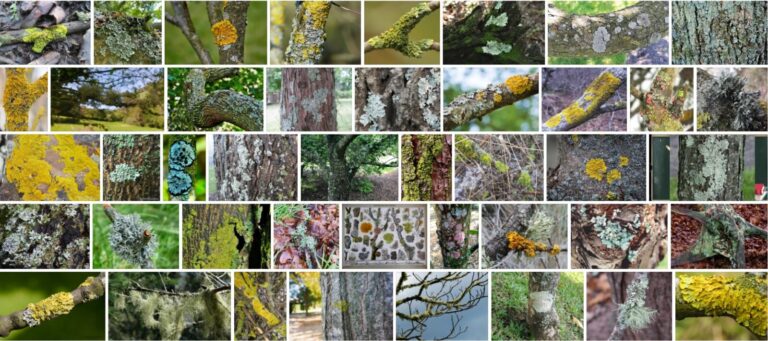 lichen-on-trees-are-lichens-harmful-to-trees-tree-types